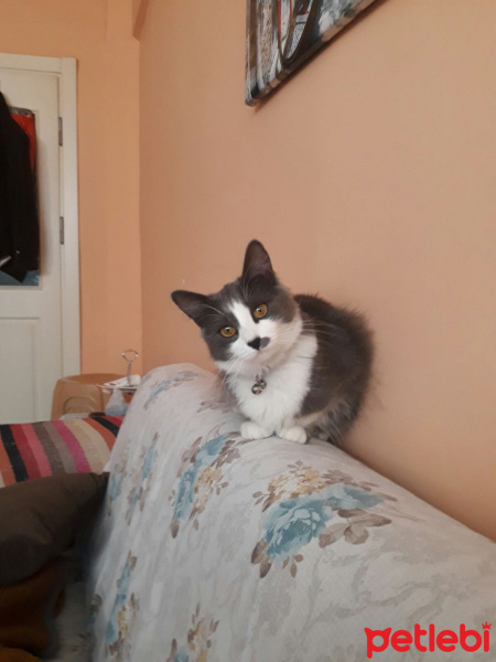 Van Kedisi, Kedi  Mırtaza fotoğrafı