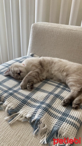 British Shorthair, Kedi  BICIR fotoğrafı