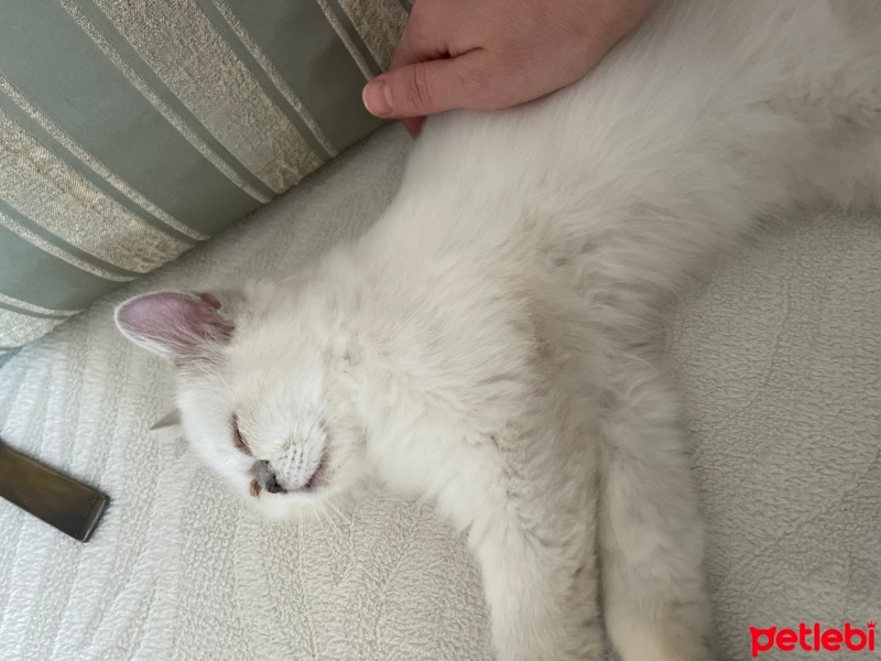 İran Kedisi (Persian), Kedi  Doby fotoğrafı