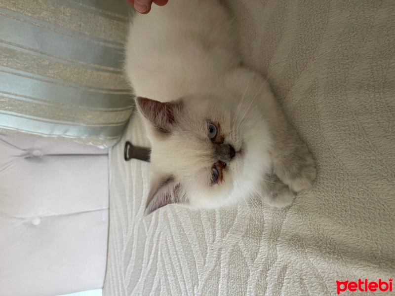 İran Kedisi (Persian), Kedi  Doby fotoğrafı
