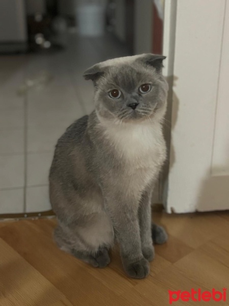 British Shorthair, Kedi  GÖLGE fotoğrafı