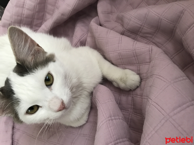Tekir Kedi, Kedi  Aslı fotoğrafı