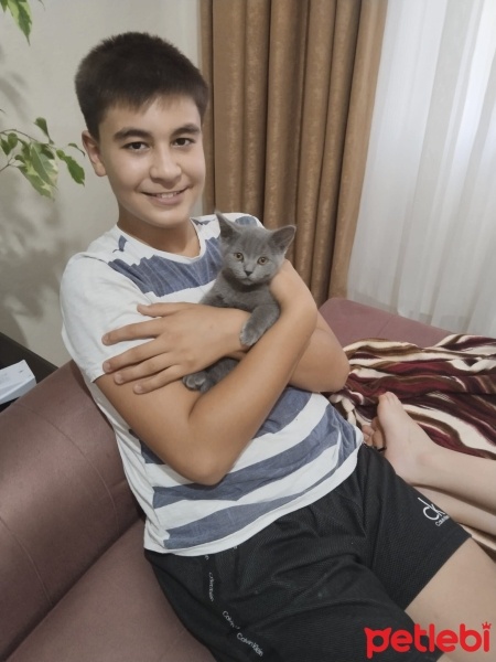 British Shorthair, Kedi  çakıl fotoğrafı