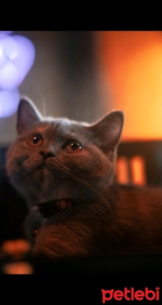 British Shorthair, Kedi  Balım fotoğrafı