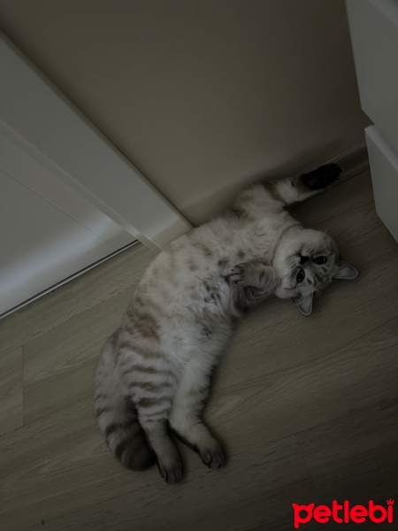 British Shorthair, Kedi  Yoda fotoğrafı