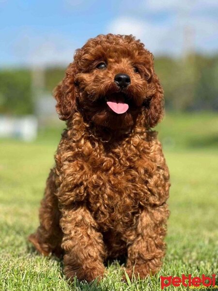 Poodle (Minyatür Kaniş), Köpek  zuzu fotoğrafı