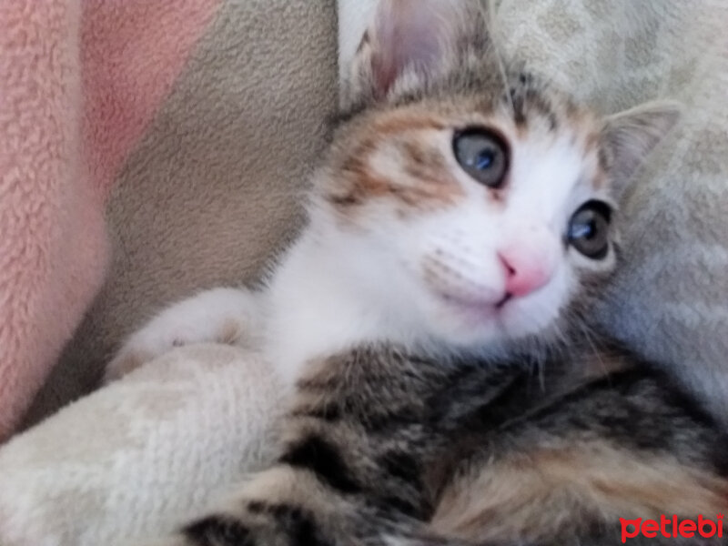 Brazilian Shorthair, Kedi  İpek fotoğrafı