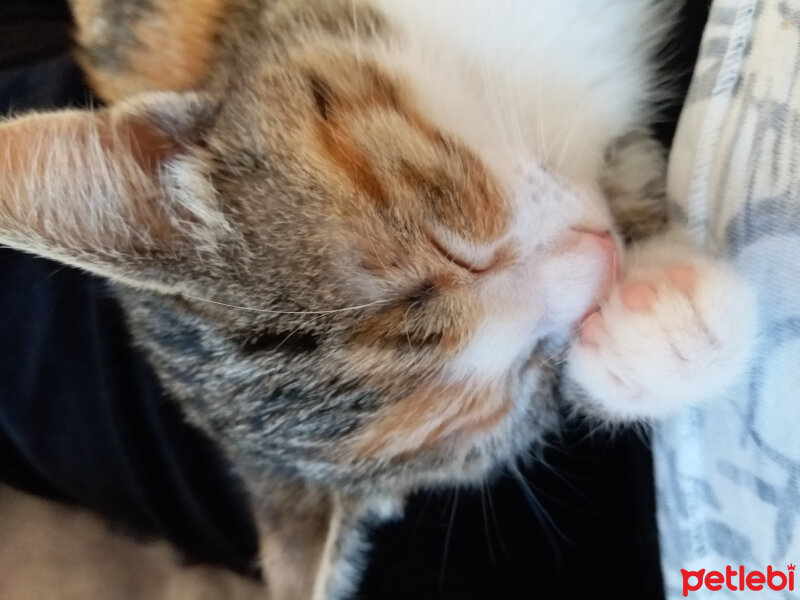 Brazilian Shorthair, Kedi  İpek fotoğrafı