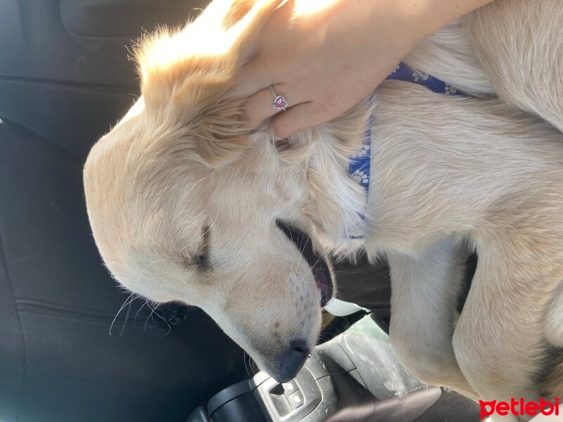 Golden Retriever, Köpek  Tork fotoğrafı