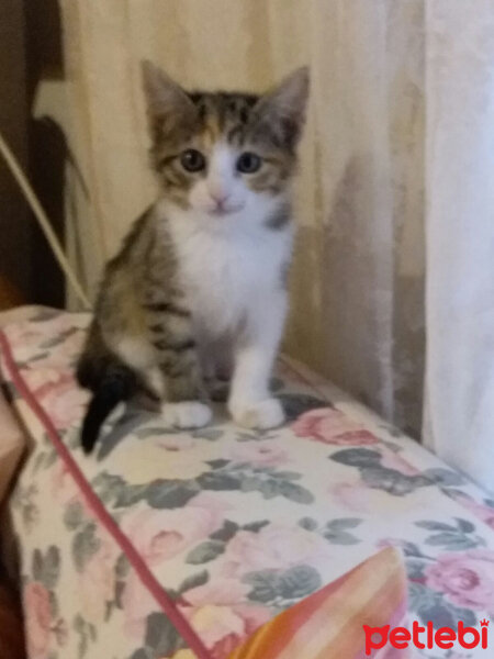 Brazilian Shorthair, Kedi  ipek fotoğrafı