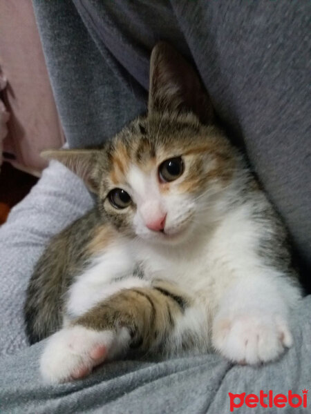 Brazilian Shorthair, Kedi  ipek fotoğrafı