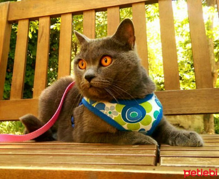 British Shorthair, Kedi  Külkedisi fotoğrafı
