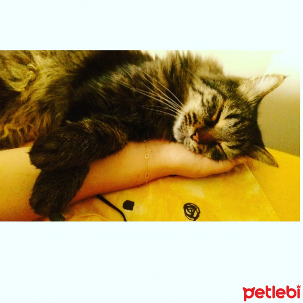 British Shorthair, Kedi  Külkedisi fotoğrafı