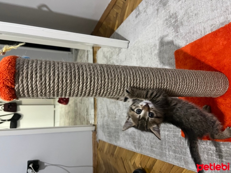 Tekir Kedi, Kedi  Bıdık fotoğrafı