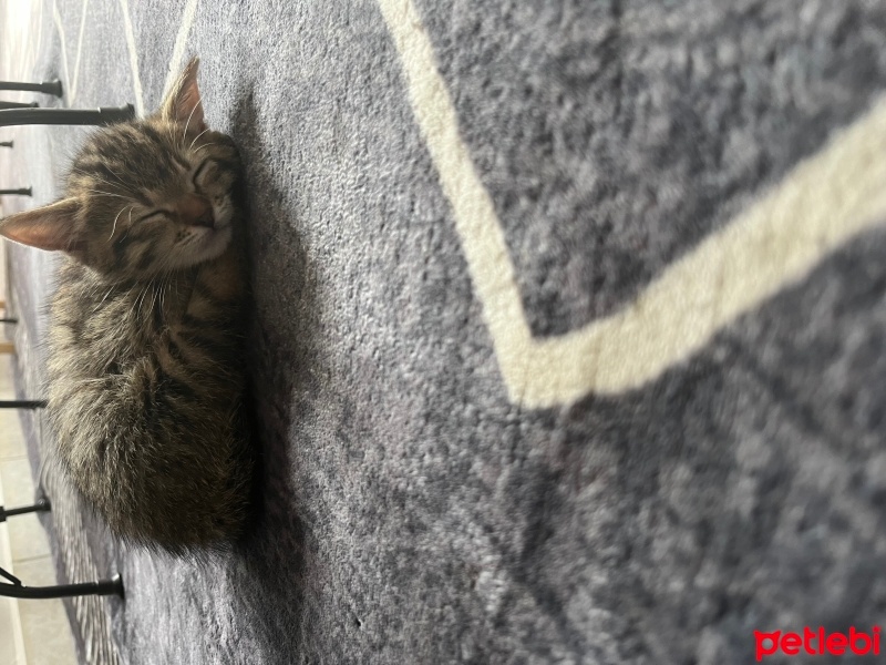Tekir Kedi, Kedi  Bıdık fotoğrafı