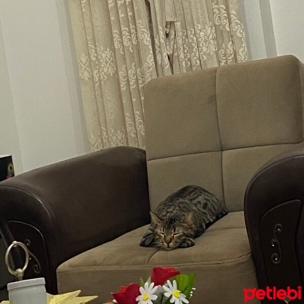 Tekir Kedi, Kedi  Punch fotoğrafı