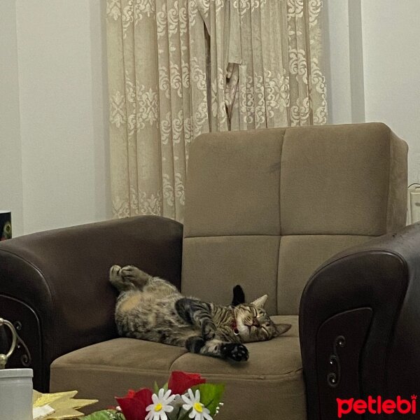 Tekir Kedi, Kedi  Punch fotoğrafı