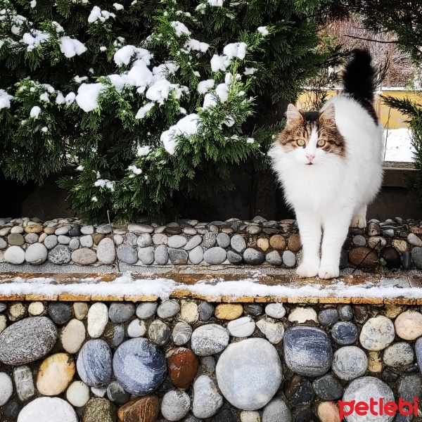 Tekir Kedi, Kedi  Çakıl fotoğrafı