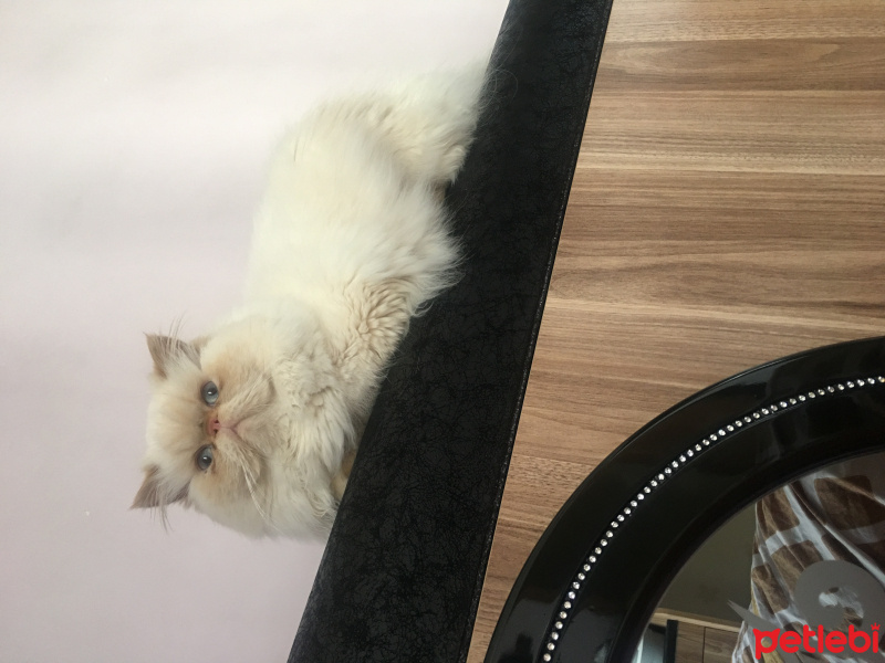 İran Kedisi (Persian), Kedi  Admin fotoğrafı