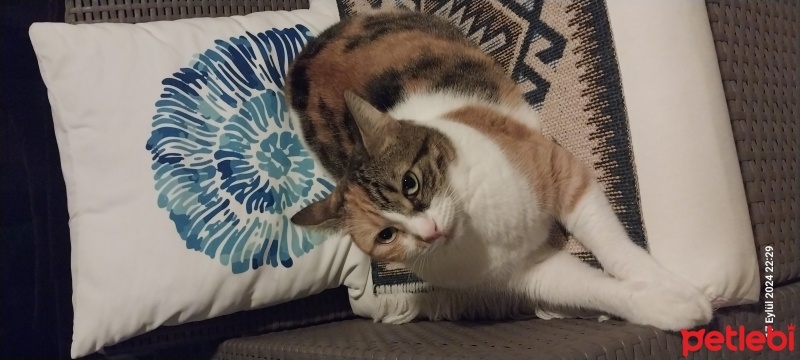 Tekir Kedi, Kedi  Neko fotoğrafı