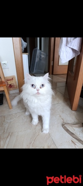 Chinchilla, Kedi  Sütlaç fotoğrafı