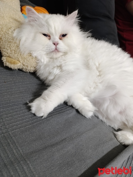 Chinchilla, Kedi  Sütlaç fotoğrafı