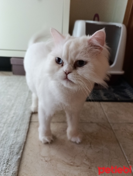 Chinchilla, Kedi  Sütlaç fotoğrafı