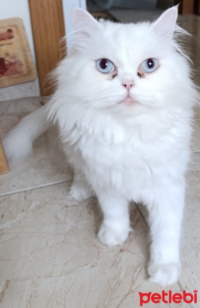 Chinchilla, Kedi  Sütlaç fotoğrafı