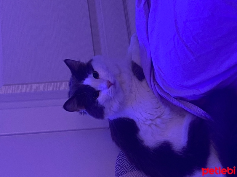 Norwegian Forest, Kedi  Patik fotoğrafı