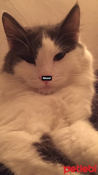 Norwegian Forest, Kedi  Patik fotoğrafı