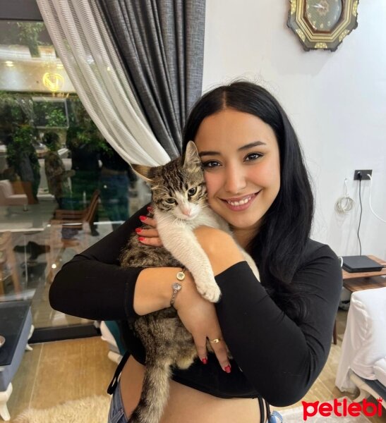 Tekir Kedi, Kedi  Köfte fotoğrafı