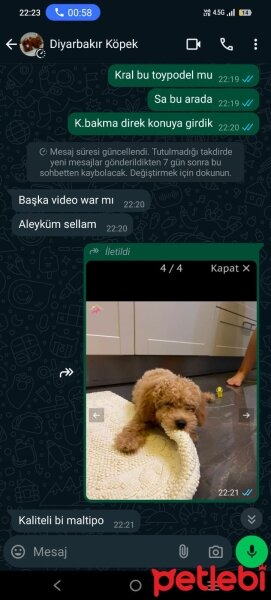 Poodle(Standart Kaniş), Köpek  Gofret fotoğrafı