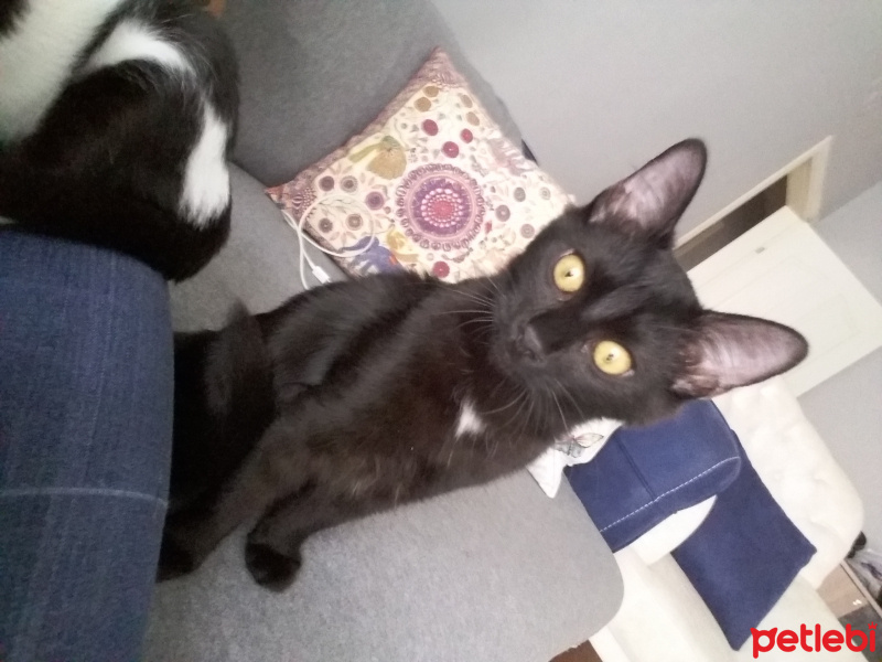 Chinchilla, Kedi  Kontes fotoğrafı