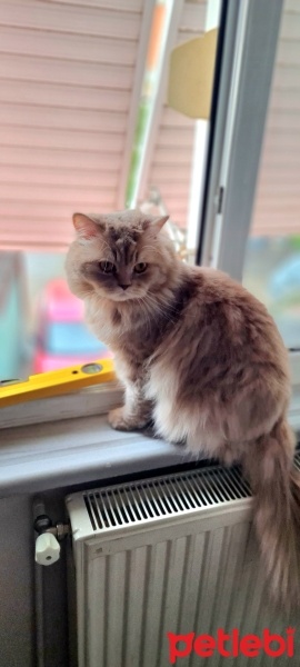 British Longhair, Kedi  Yumak fotoğrafı