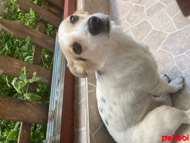 Jack Russell Terrier, Köpek  Yumi fotoğrafı