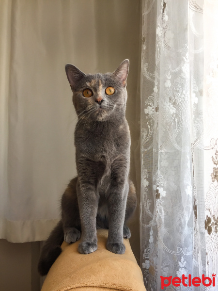 Tekir Kedi, Kedi  Karamel fotoğrafı