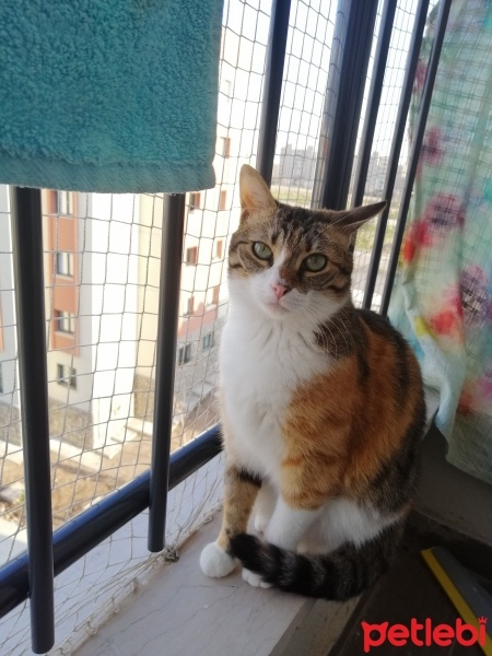 Tekir Kedi, Kedi  Badem fotoğrafı