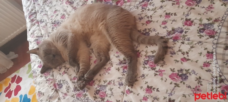British Shorthair, Kedi  Duman fotoğrafı