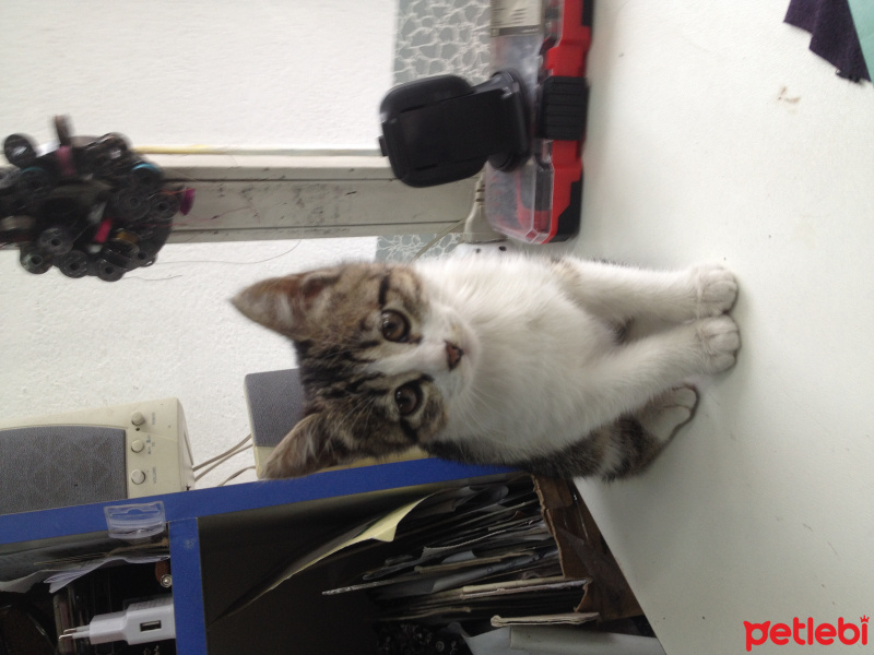 Tekir Kedi, Kedi  Çiko fotoğrafı