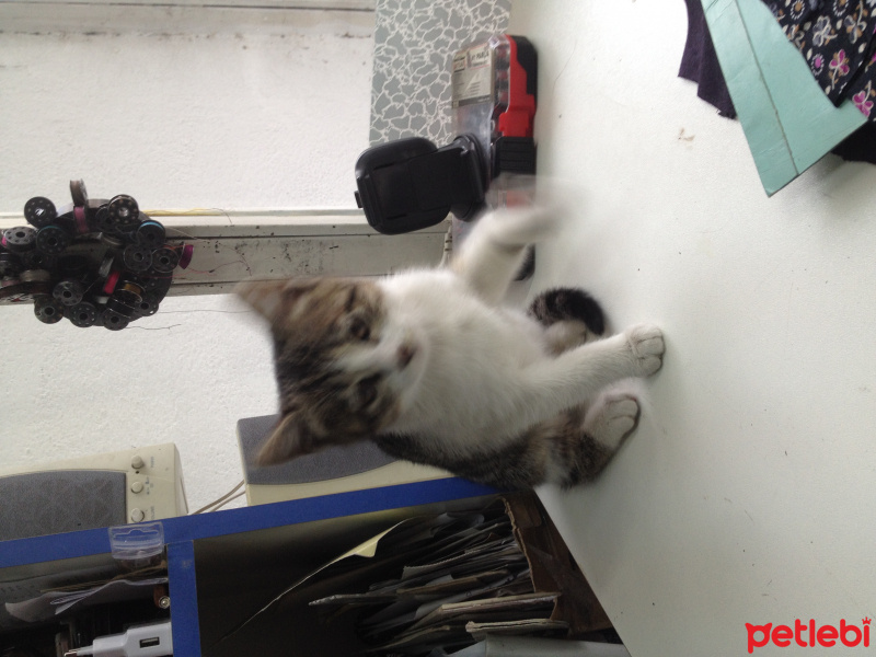 Tekir Kedi, Kedi  Çiko fotoğrafı