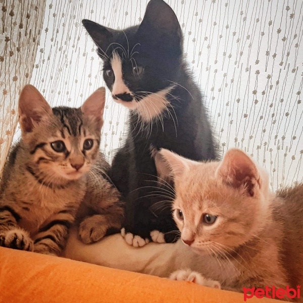 Tekir Kedi, Kedi  Gece ve bebekleri fotoğrafı