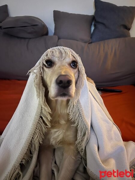 Golden Retriever, Köpek  Nora fotoğrafı