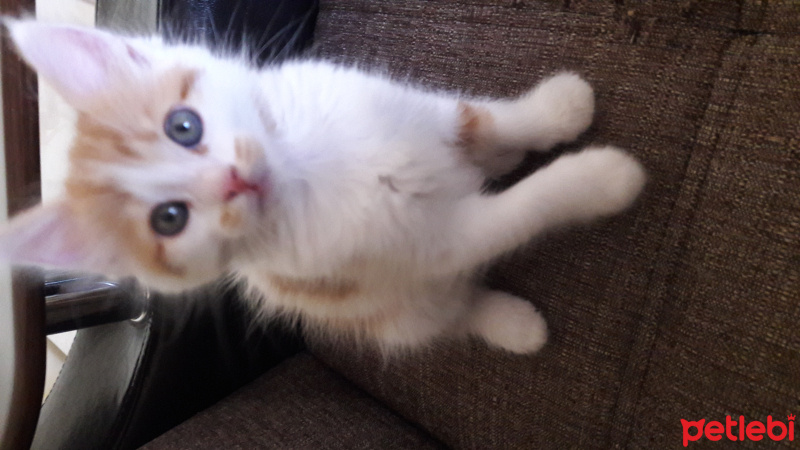 Tekir Kedi, Kedi  Tarçın  fotoğrafı