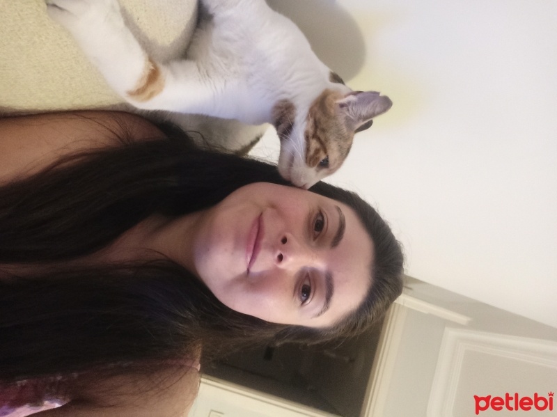 Brazilian Shorthair, Kedi  Kuki fotoğrafı