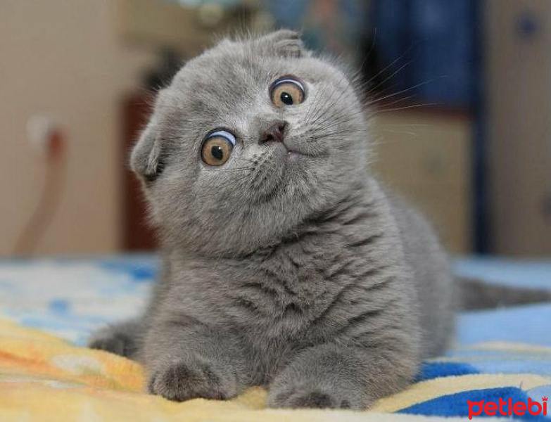 Tekir Kedi, Kedi  mia fotoğrafı