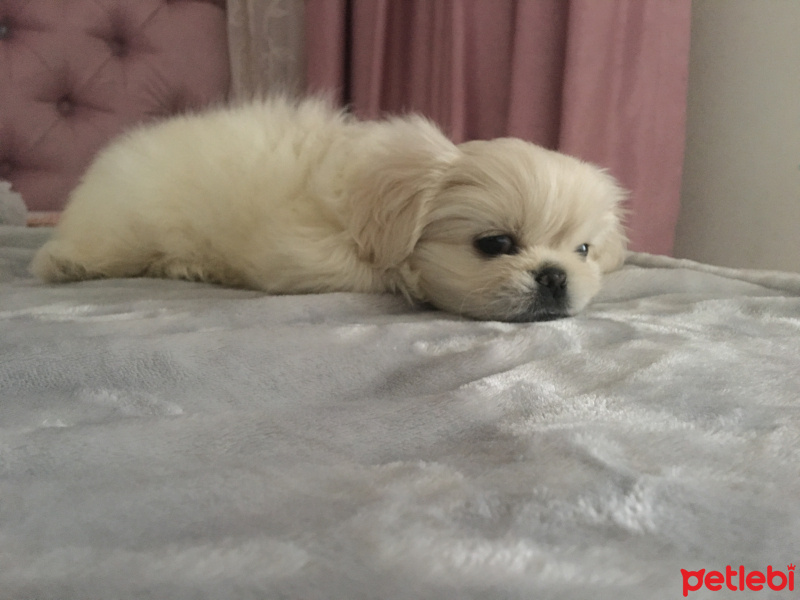 Pekingese, Köpek  Mişa fotoğrafı