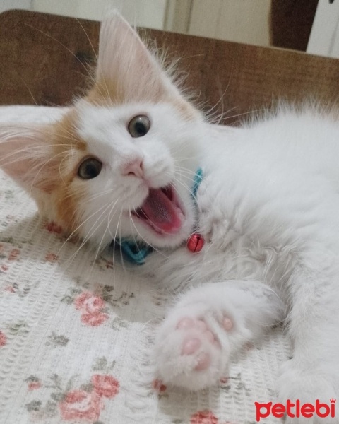 Sarman, Kedi  Ponçik fotoğrafı