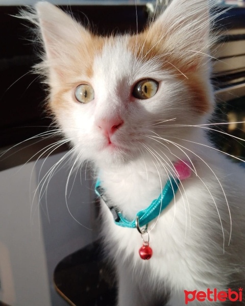 Sarman, Kedi  Ponçik fotoğrafı