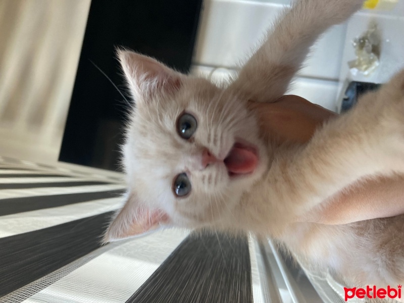 British Shorthair, Kedi  Çörek fotoğrafı