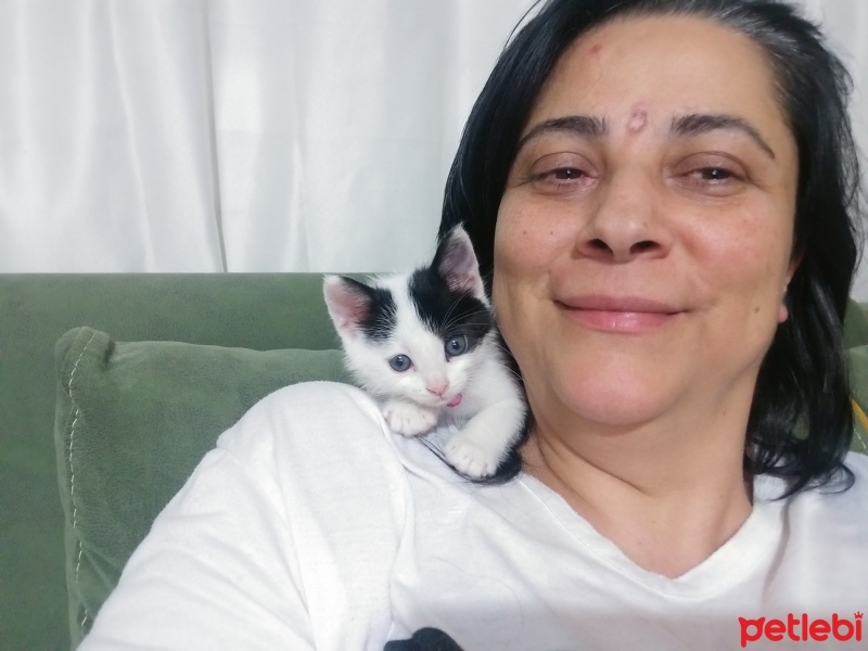 Tekir Kedi, Kedi  LİVA fotoğrafı